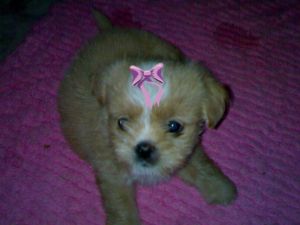Chanel - puppy dog